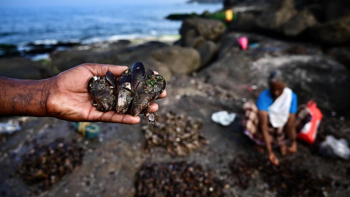 How brown mussels sustain livelihoods along Thiruvananthapuram’s coast