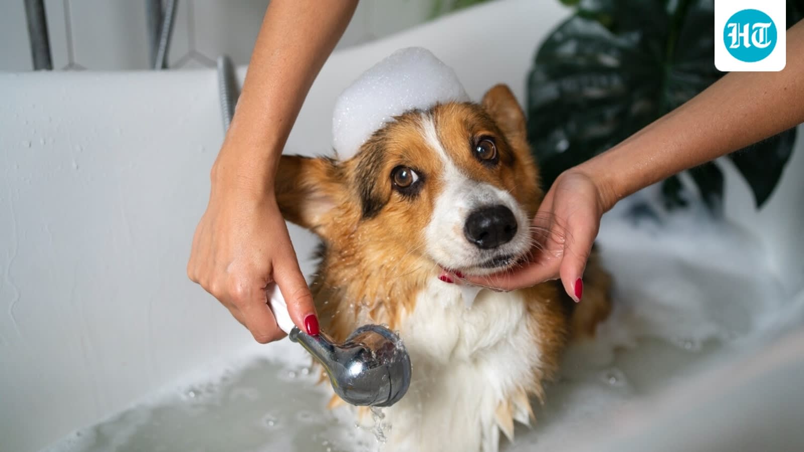 Pet grooming goes beyond bath time: 8 tips for healthy skin and coat