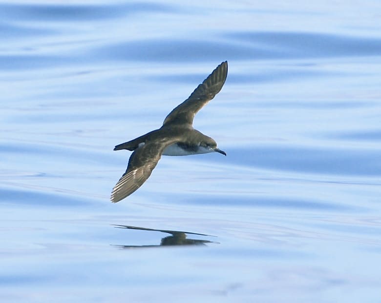 Seabirds racing home over the ocean can get jet-lagged