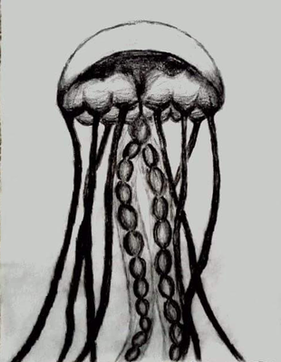 Jellyfish