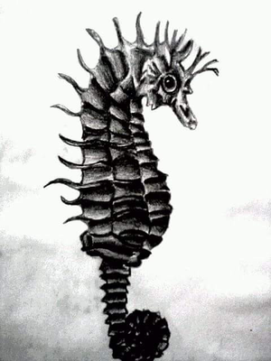 Sea Horse