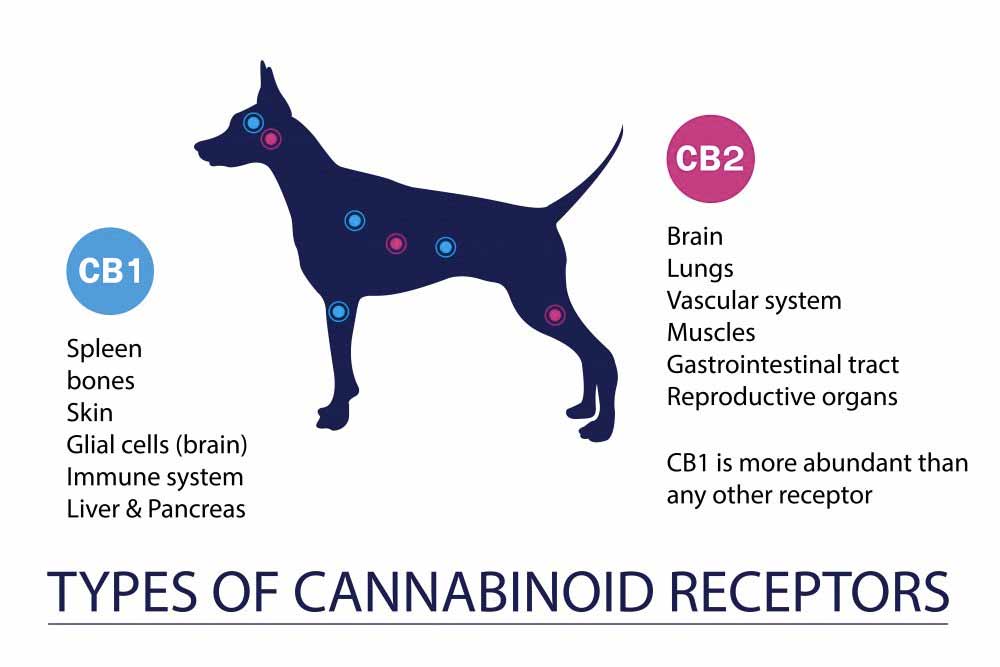 CBD for Pets