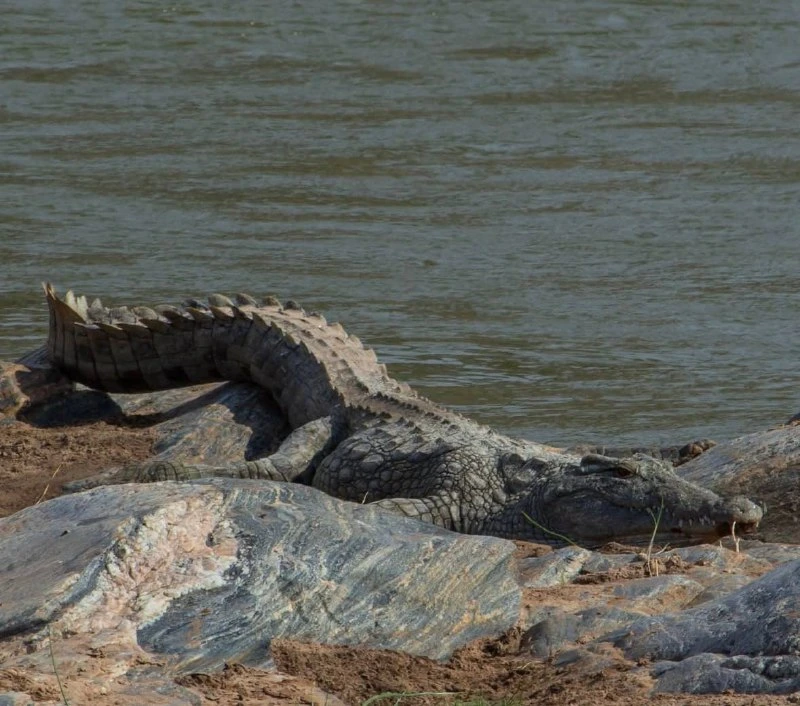 Coccodrillo immobile al sole lungo la riva del fiume Galana