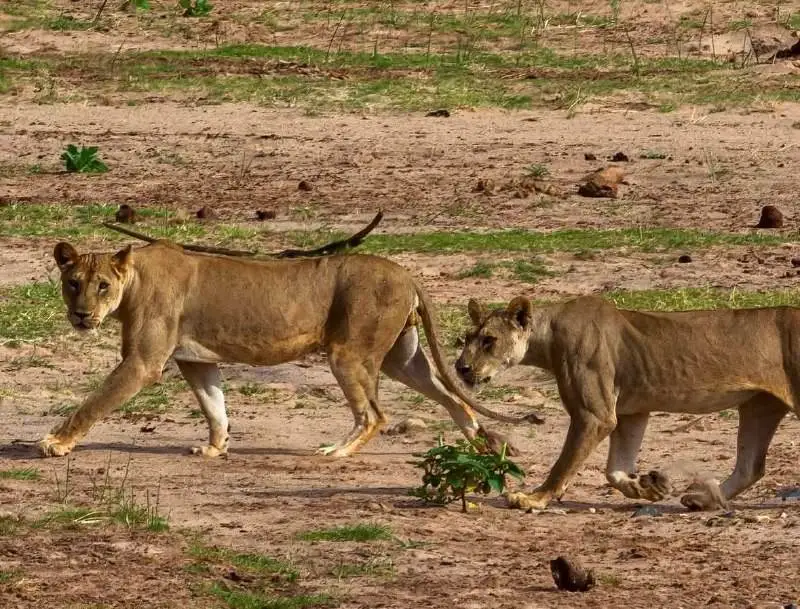 Due leonesse camminano fianco a fianco nella boscaglia africana