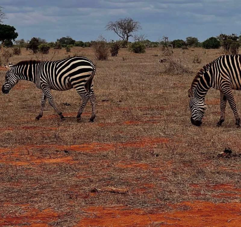 Giraffe tra gli arbusti