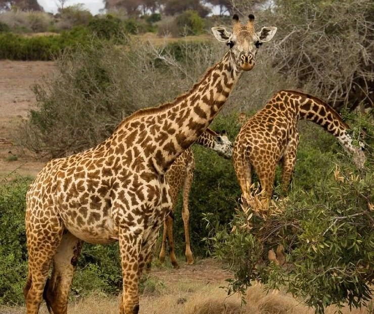 Giraffe tra gli arbusti