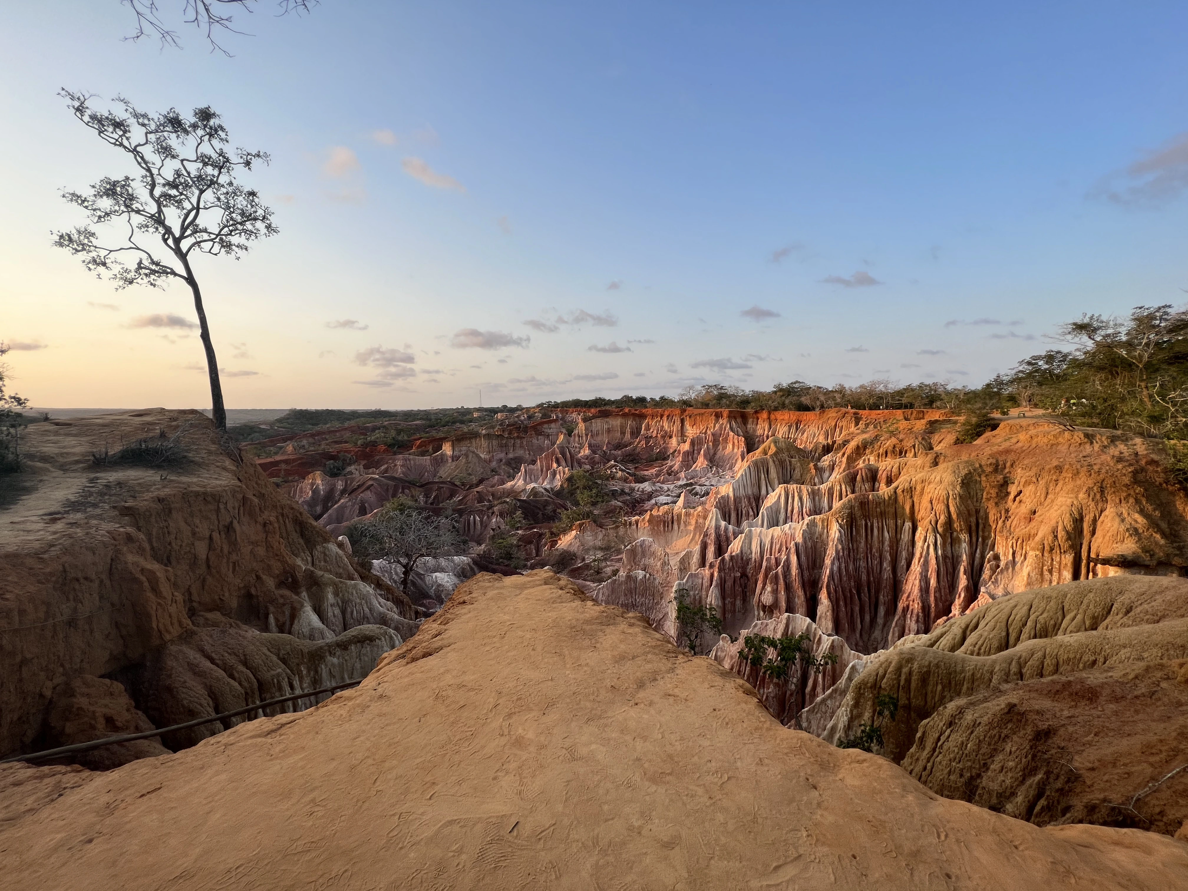 Ampia vista panoramica del canyon di Marafa con le sue formazioni rocciose stratificate e un albero solitario che si erge sul bordo.