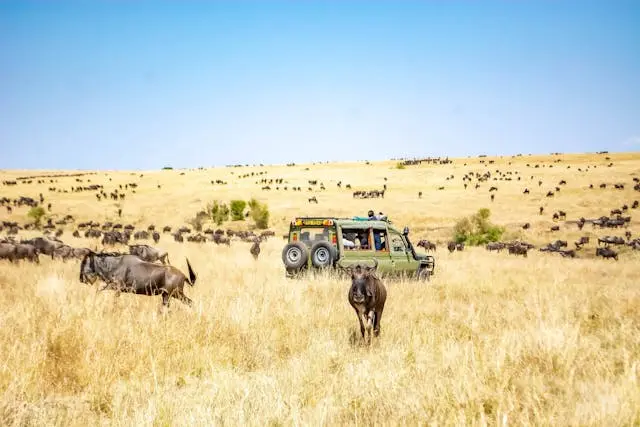 Un lodge di lusso nel Masai Mara, Kenya, con veicoli safari e animali in lontananza.