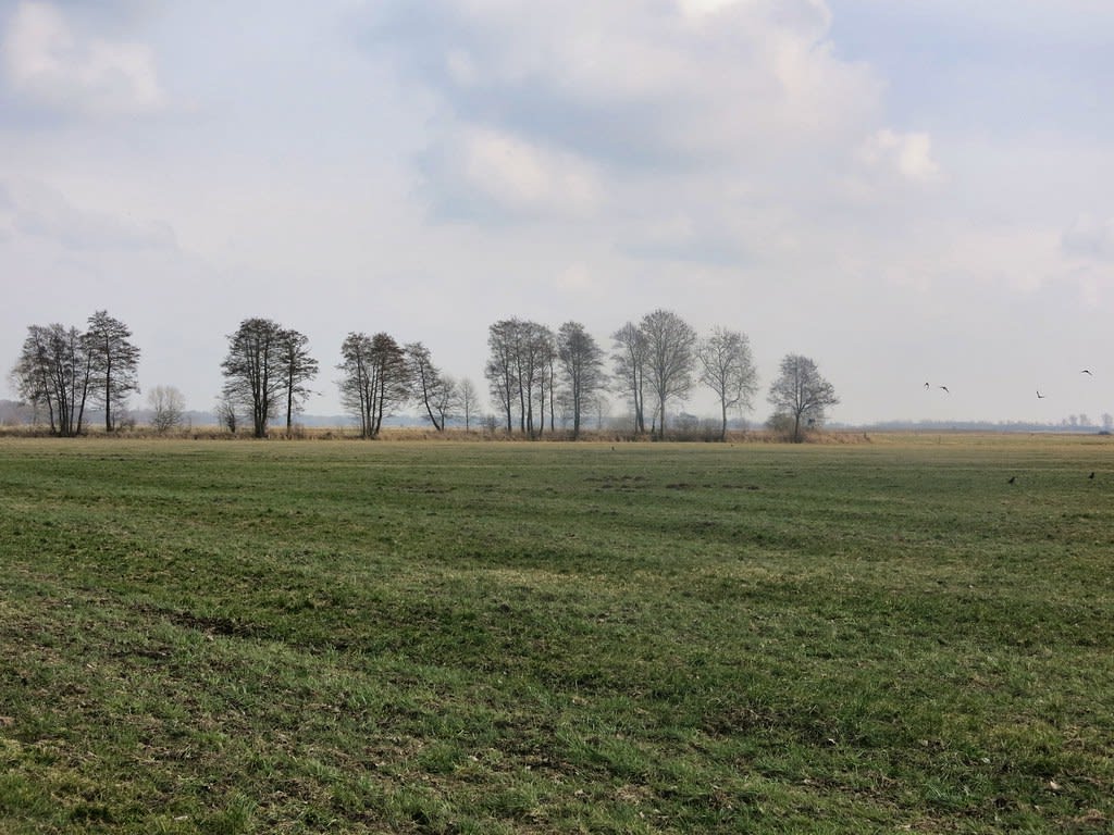 A large green field with trees in the background Description automatically generated