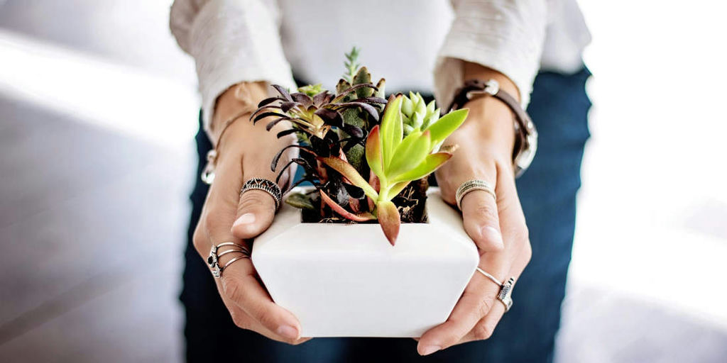 Gift plants and cuttings to others