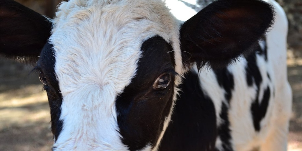 Avoid eating red meat