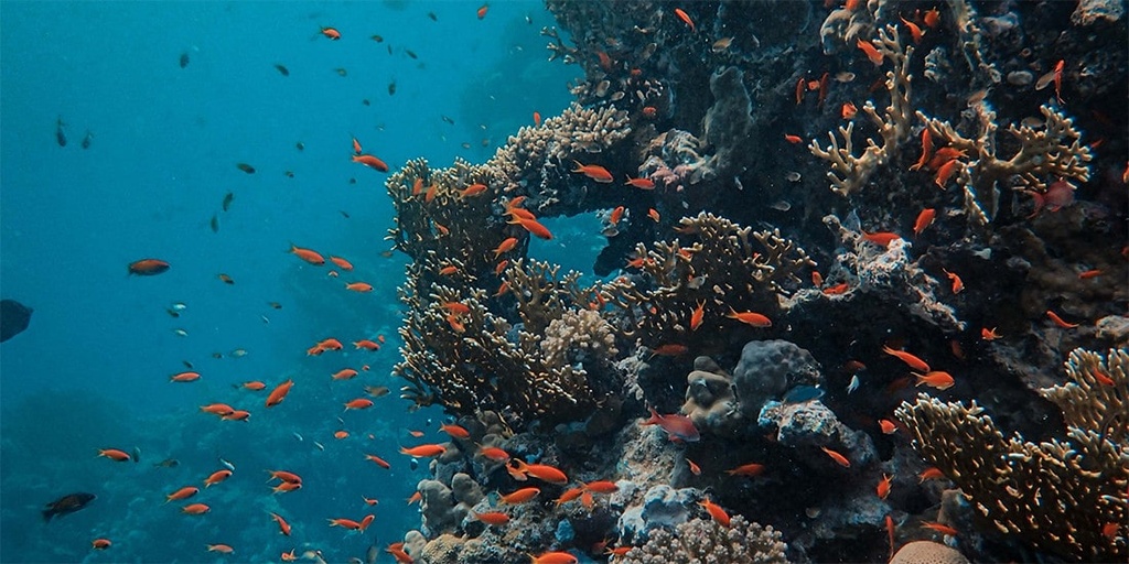 Adopt coral fragments