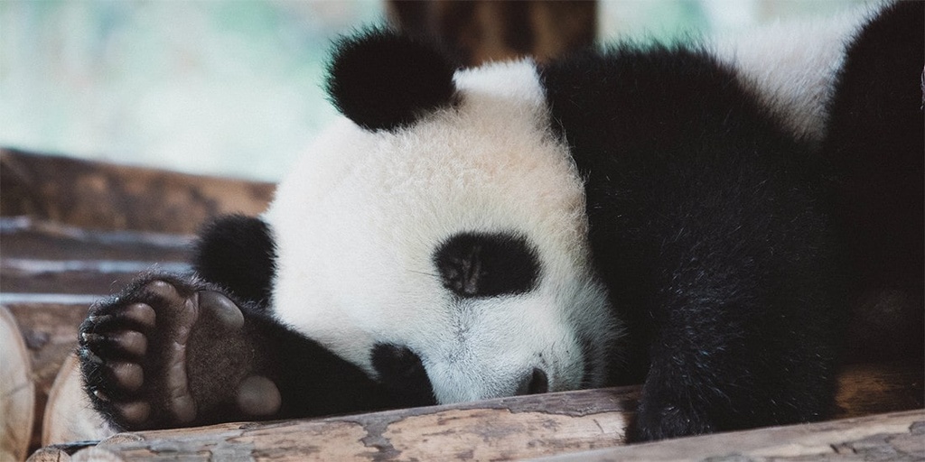 Adopt an animal near extinction
