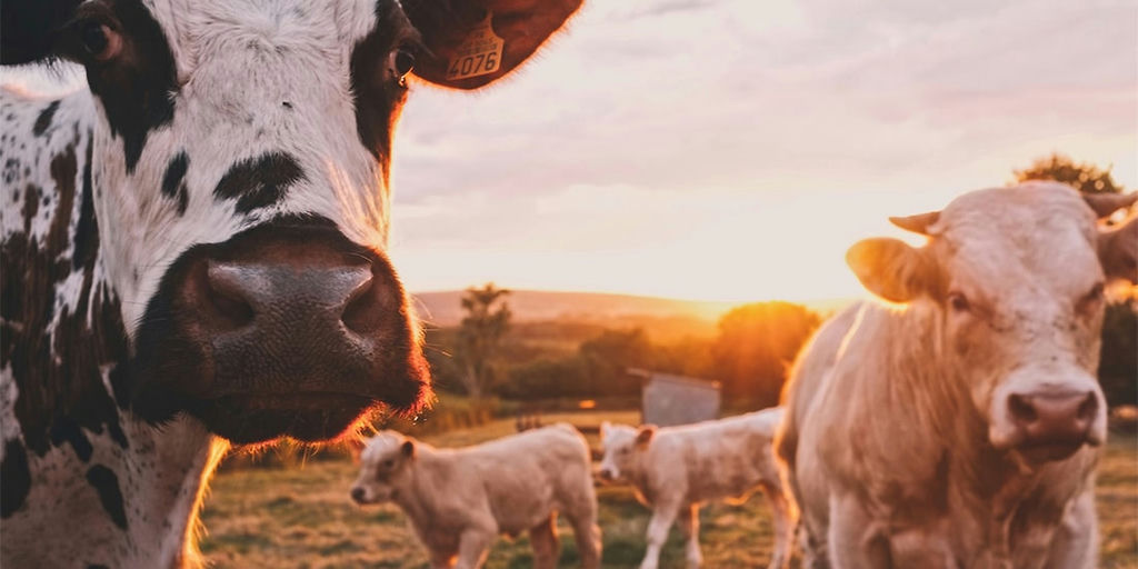 Eat less dairy