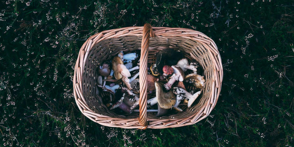 Try foraging