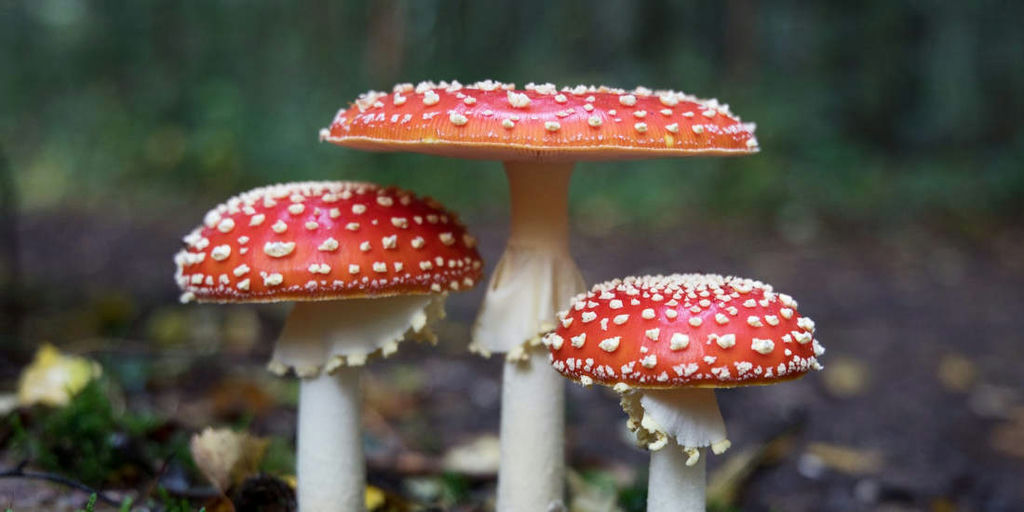 Learn about and support fungi
