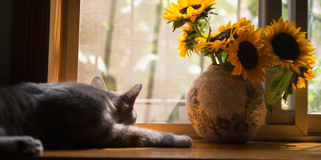 Keep your cat inside