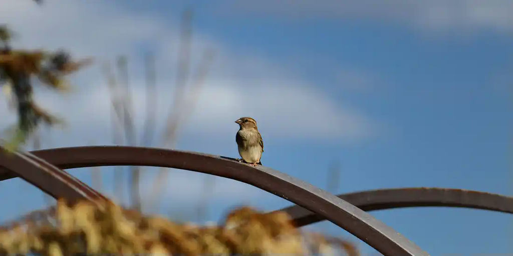 Practice nature noticing