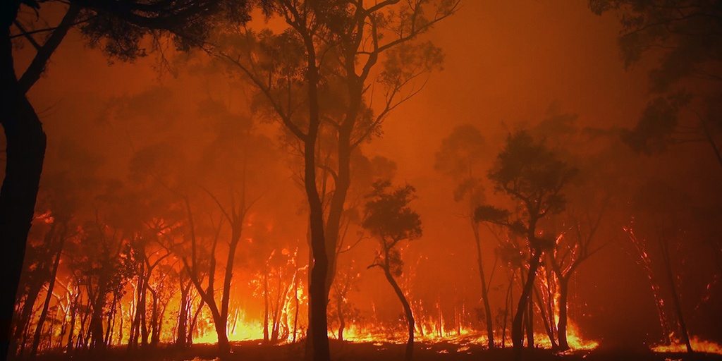 Burning: Black Summer and the Politics of Climate Change