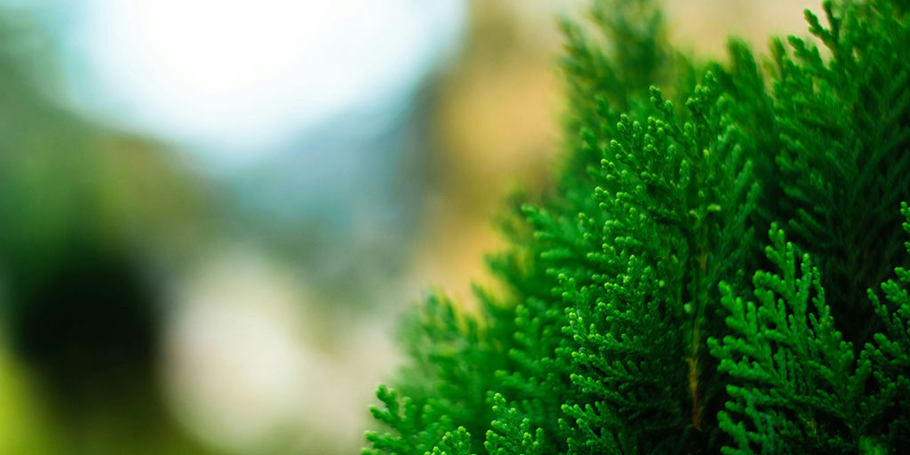 Decarbonization for the Corporate Sector