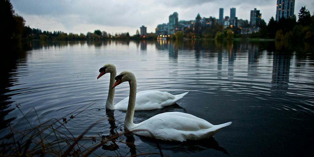 Embracing Biodiversity Fosters Climate Resilient Cities