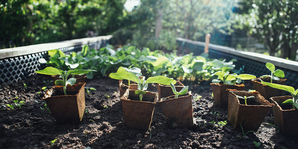 Growing Change: How Local Urban Agriculture Initiatives Can Transform Communities