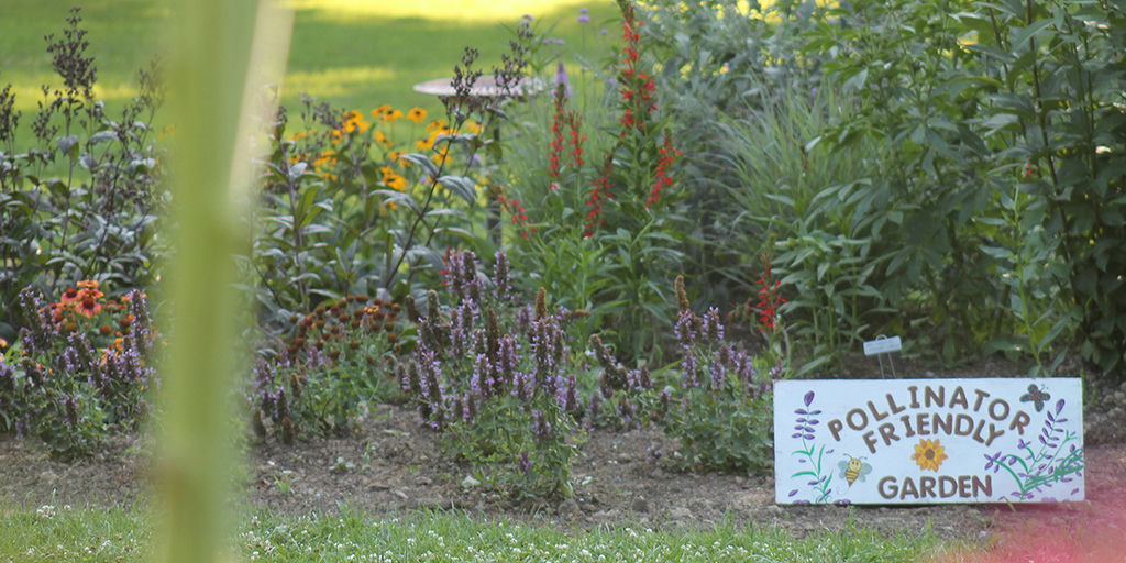 Make Your Yard a Refuge