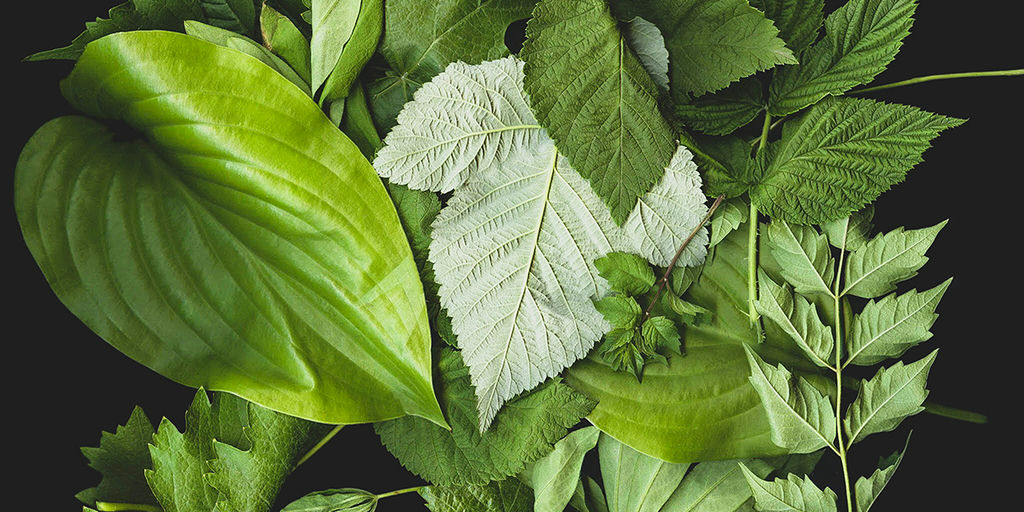 Packaging with Leaves: A Forward-Thinking Concept Icon