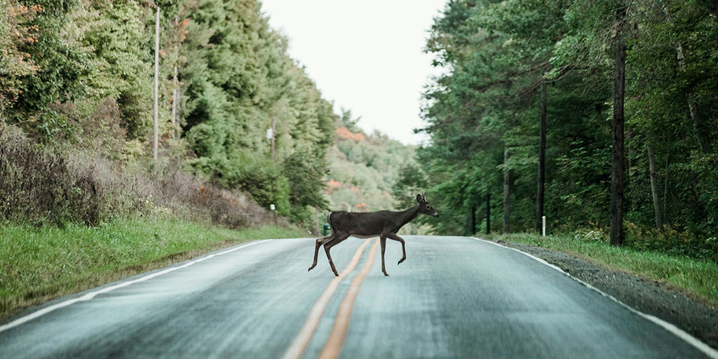 The Road to Reconnection: Wildlife Crossings Address Habitat Fragmentation