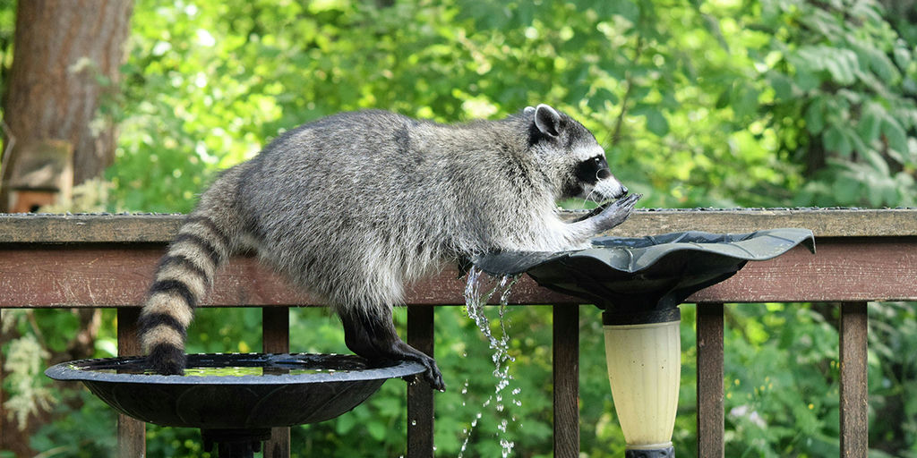 The Unexpected Role of Pests