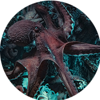 Team member Aarif Sumra