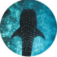 Team member Nikita Sehgal