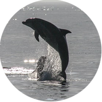 Team member Sofia Tsafaridou Taskos 