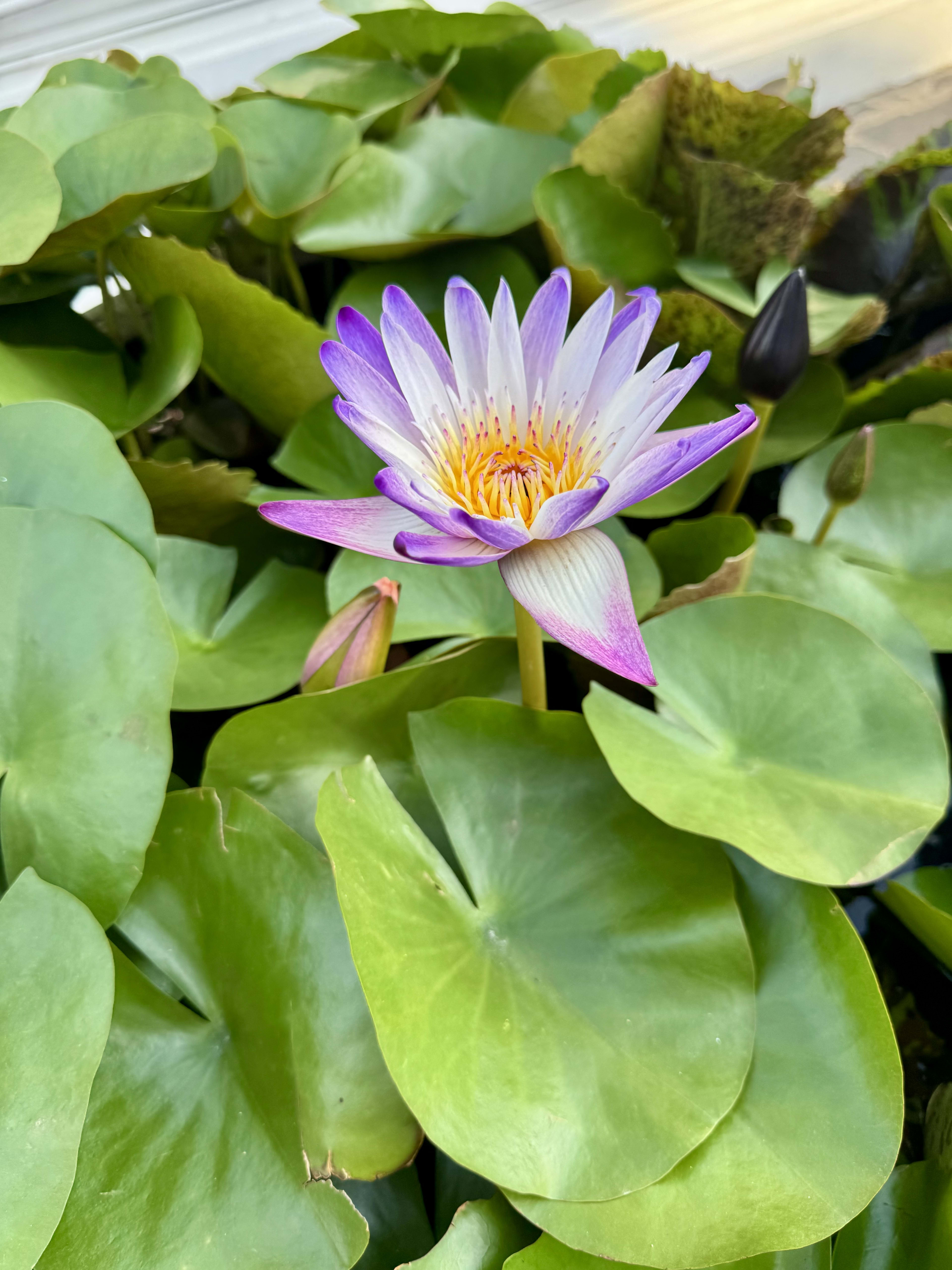 A lotus in still water