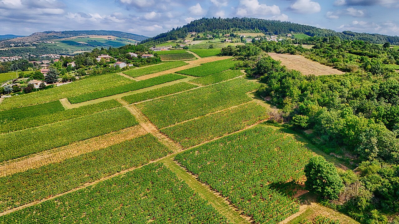 MSc in Agricultural and food economics