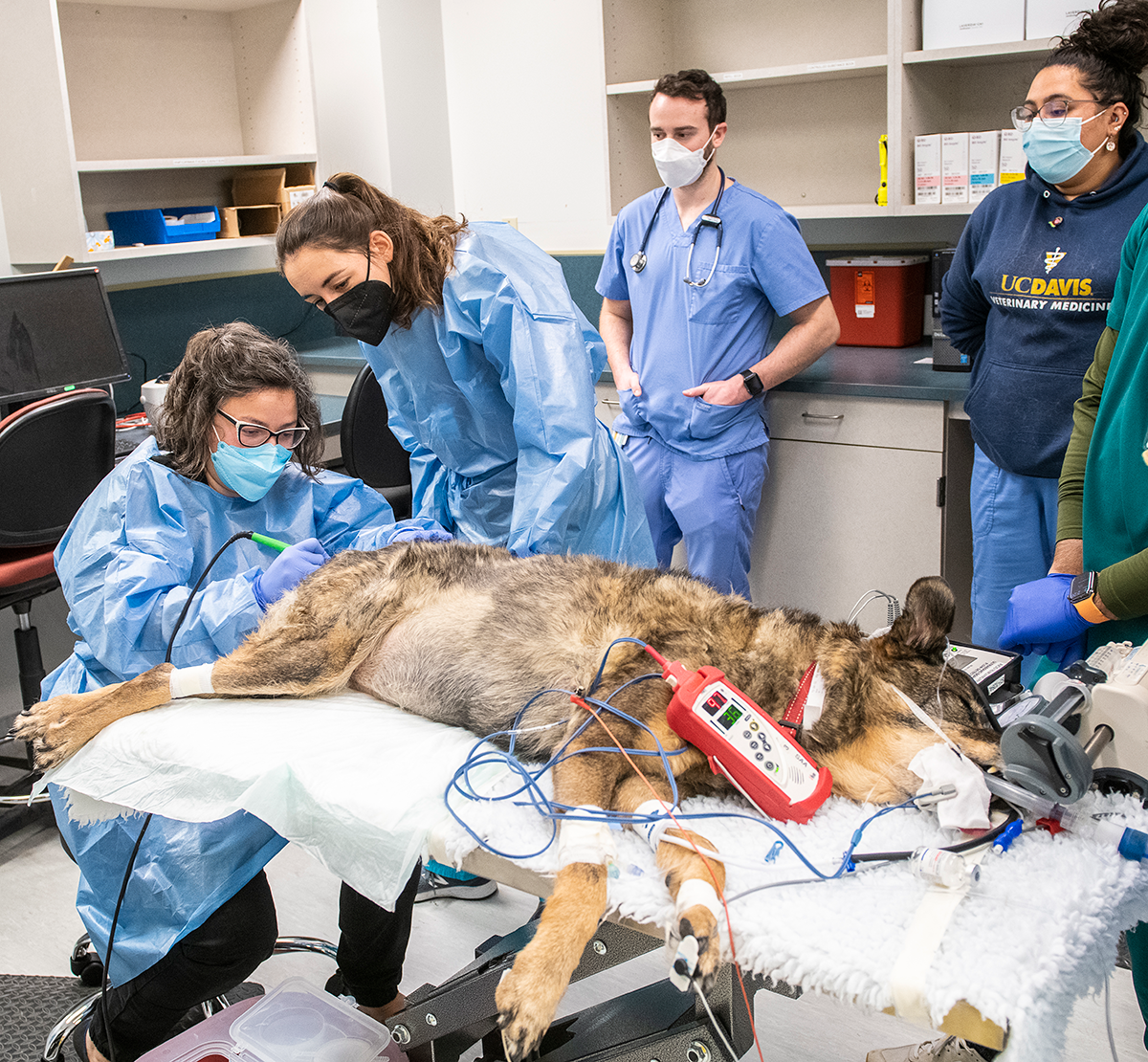 Veterinary Medicine EN