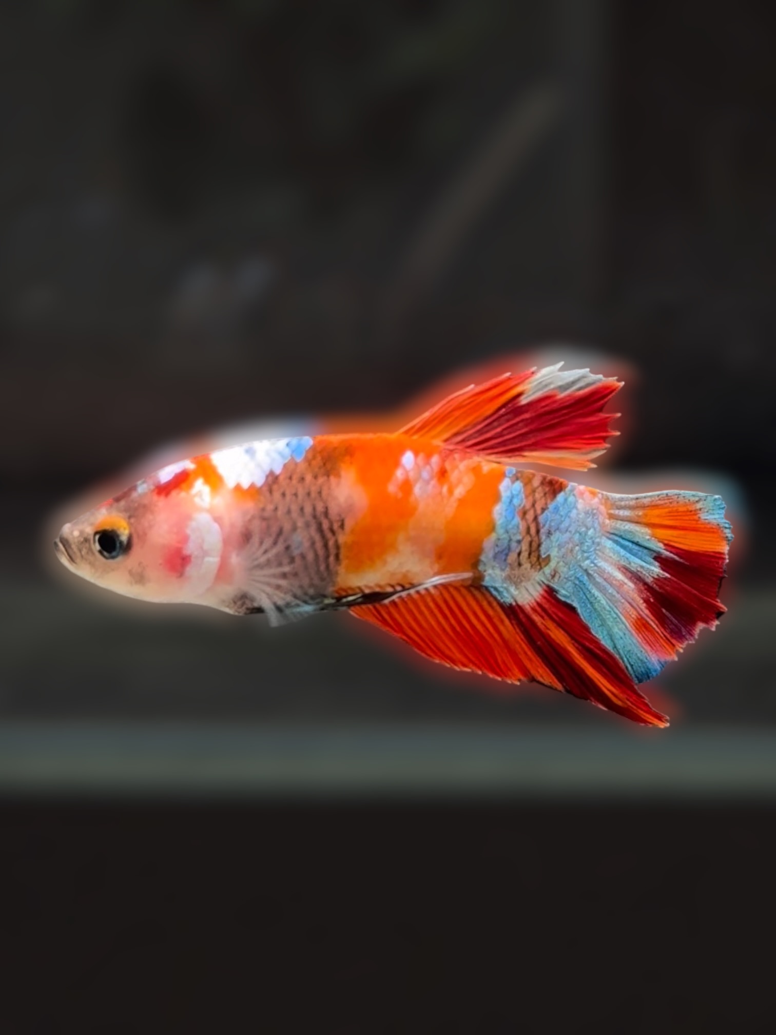 ネオン・カーニバル