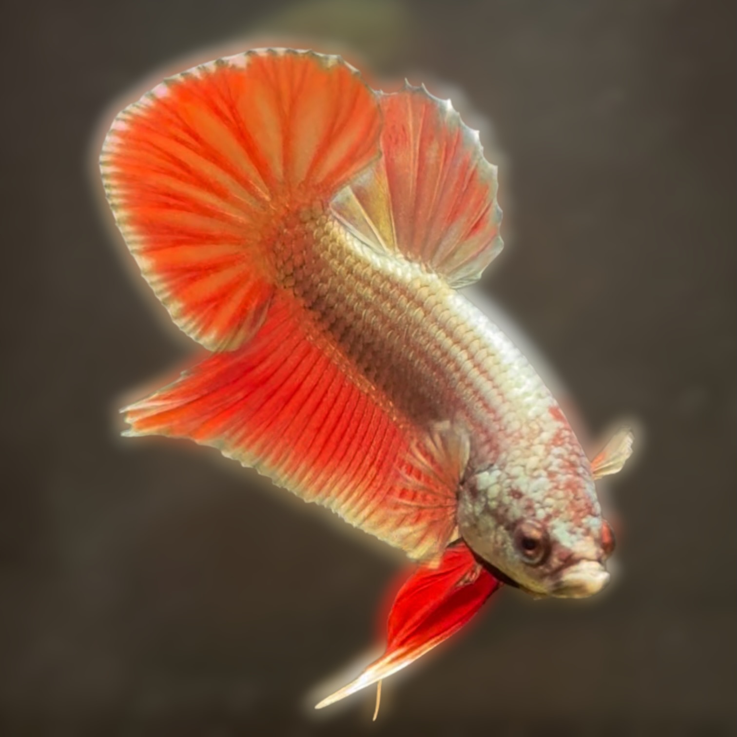 ゴールデン・ホライズン