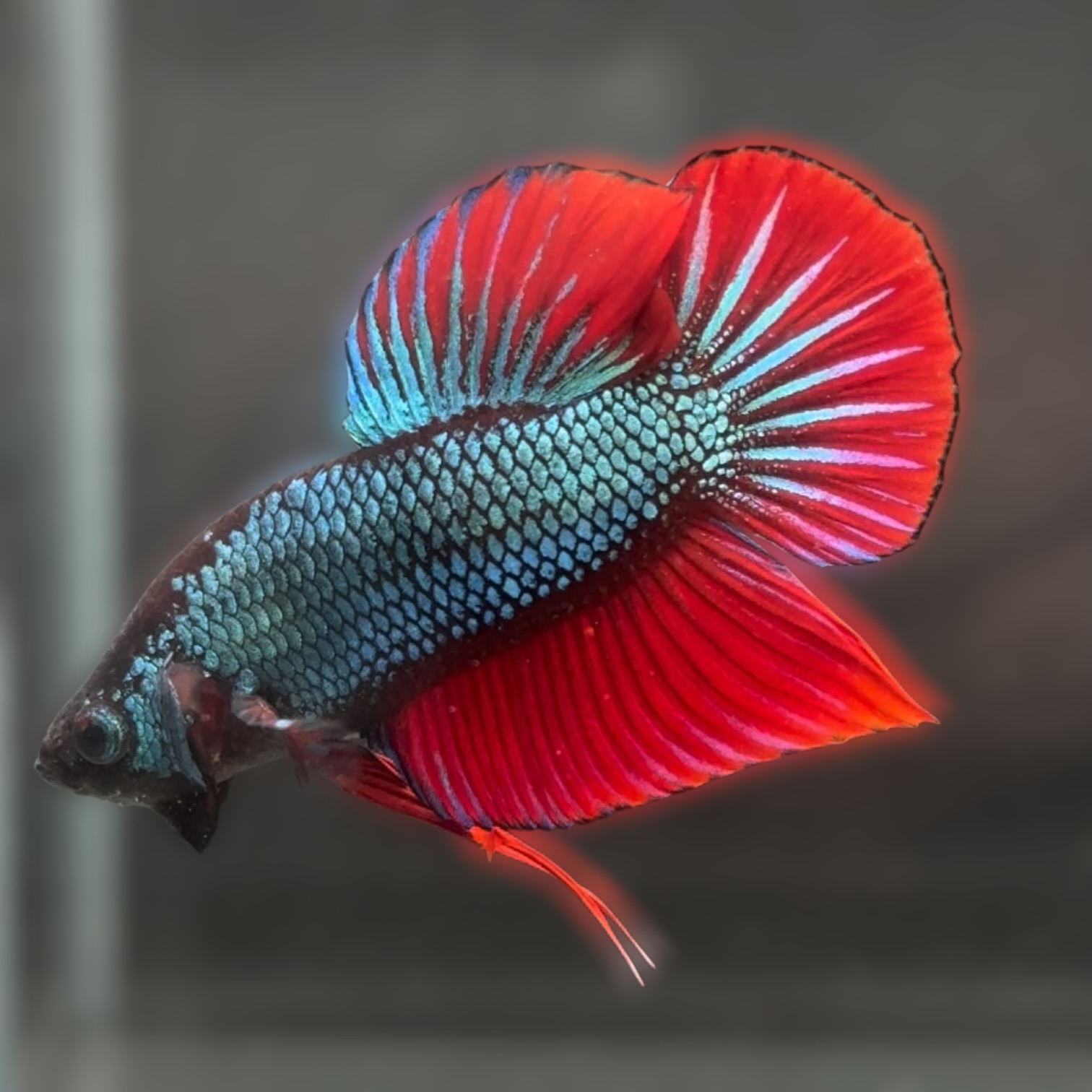 ネオン・インパルス サムネイル 4