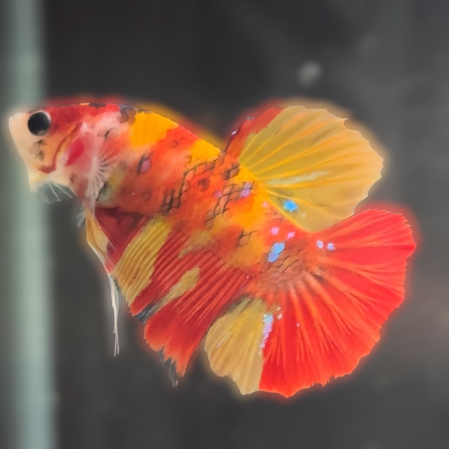 サンライズ・カーニバル