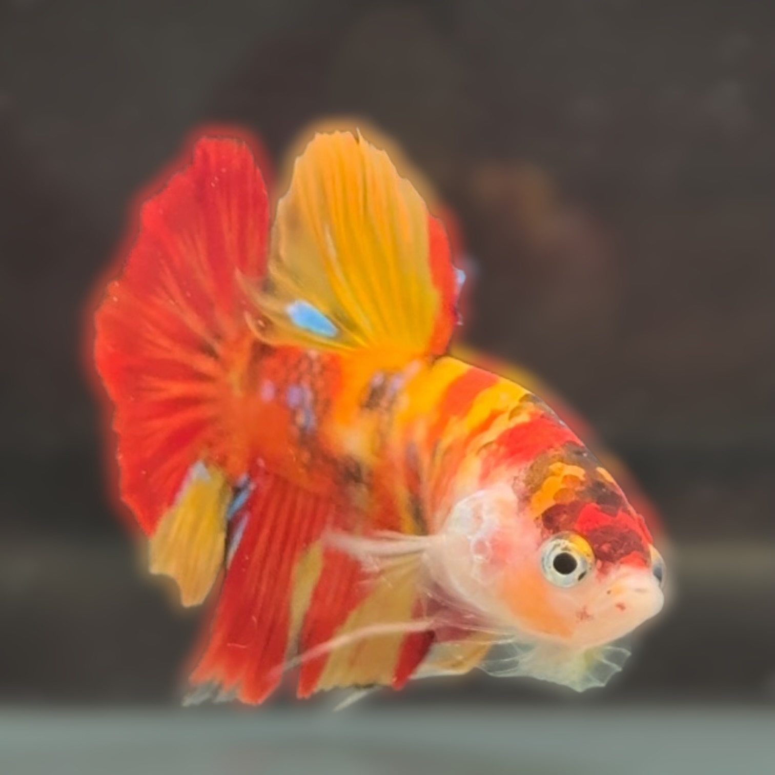 サンライズ・カーニバル サムネイル 2