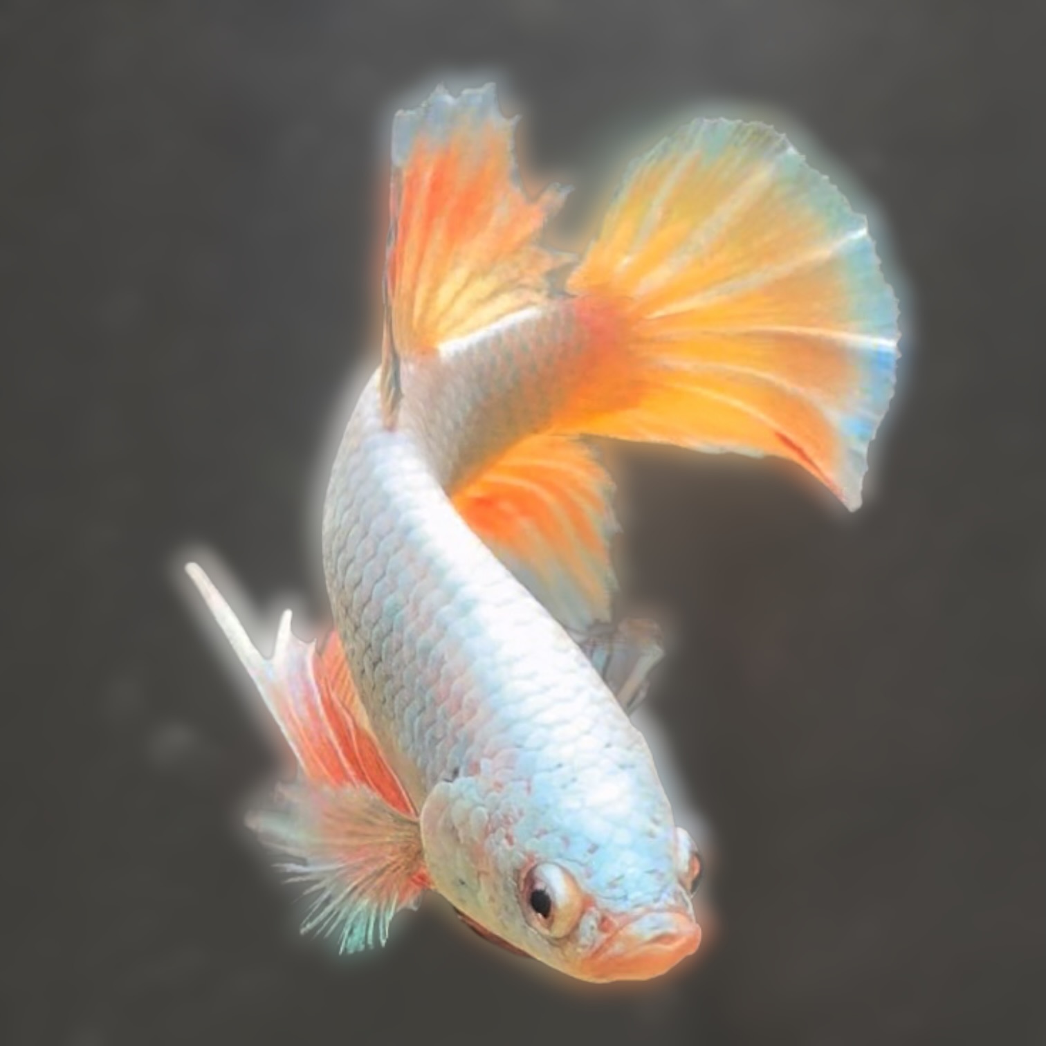 ネクター・ドリーム
