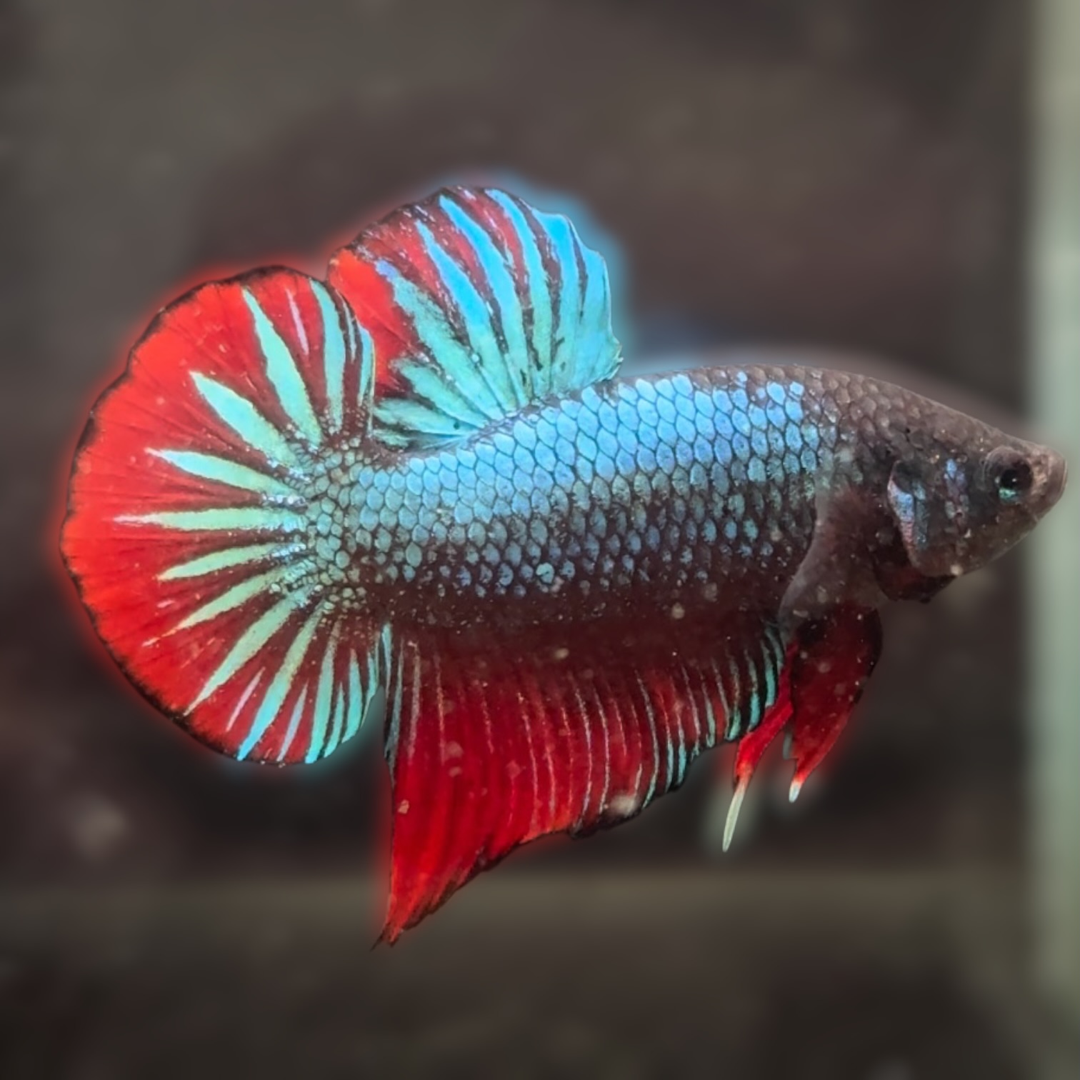 ネオ・タイタン サムネイル 4