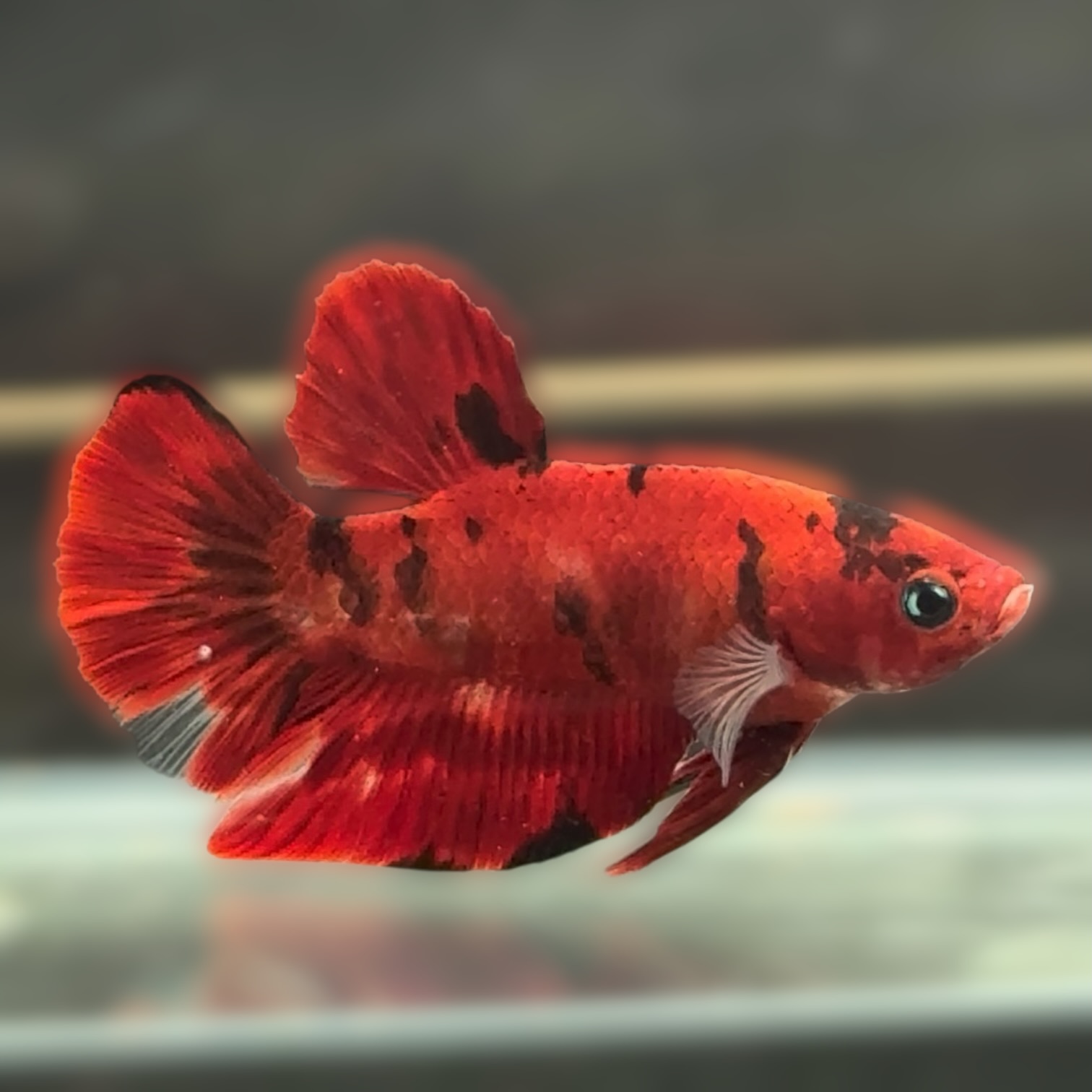 クリムゾン・エクリプス