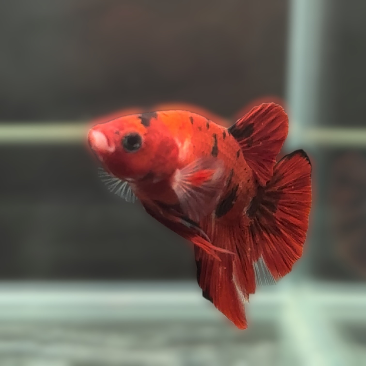 クリムゾン・エクリプス サムネイル 2