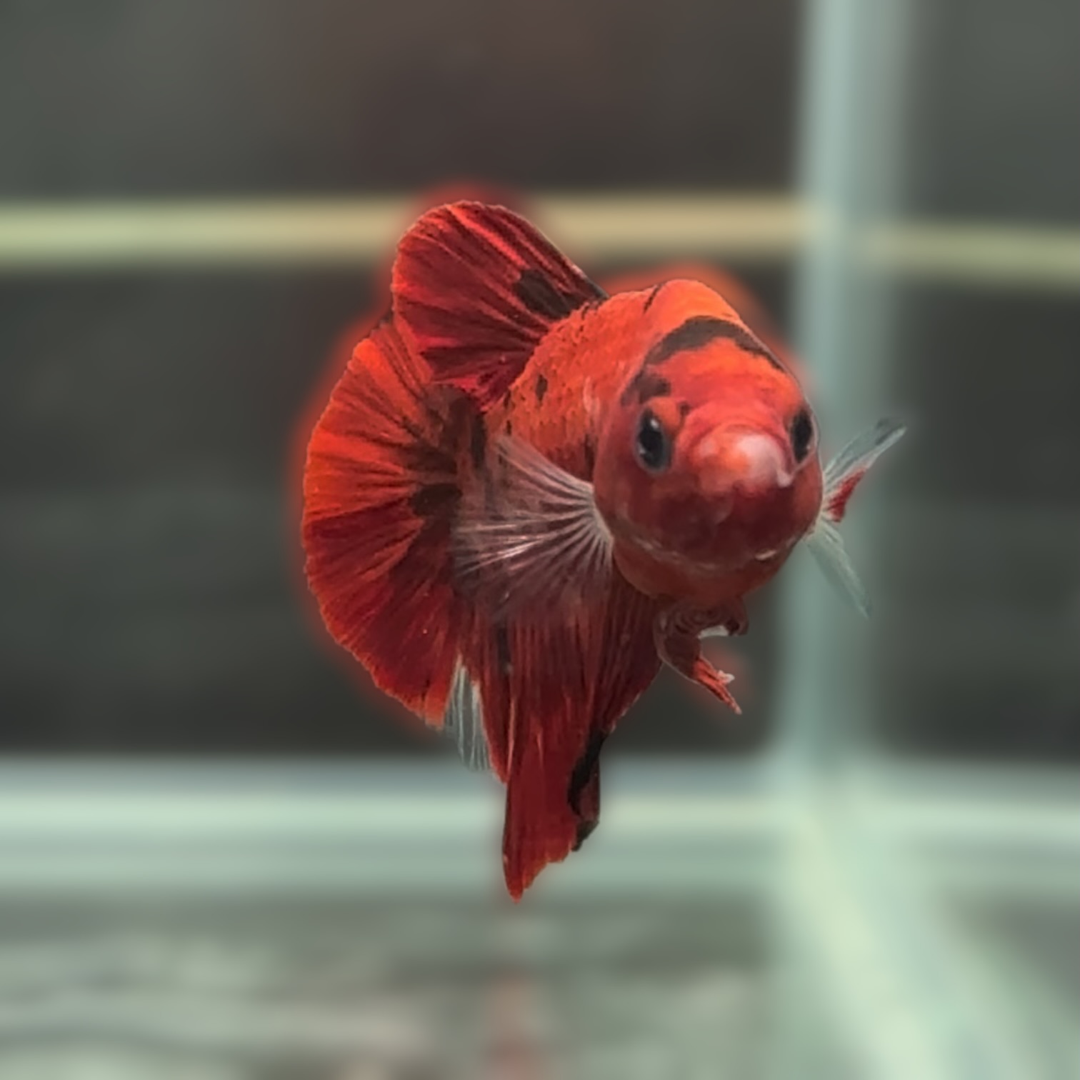 クリムゾン・エクリプス サムネイル 4