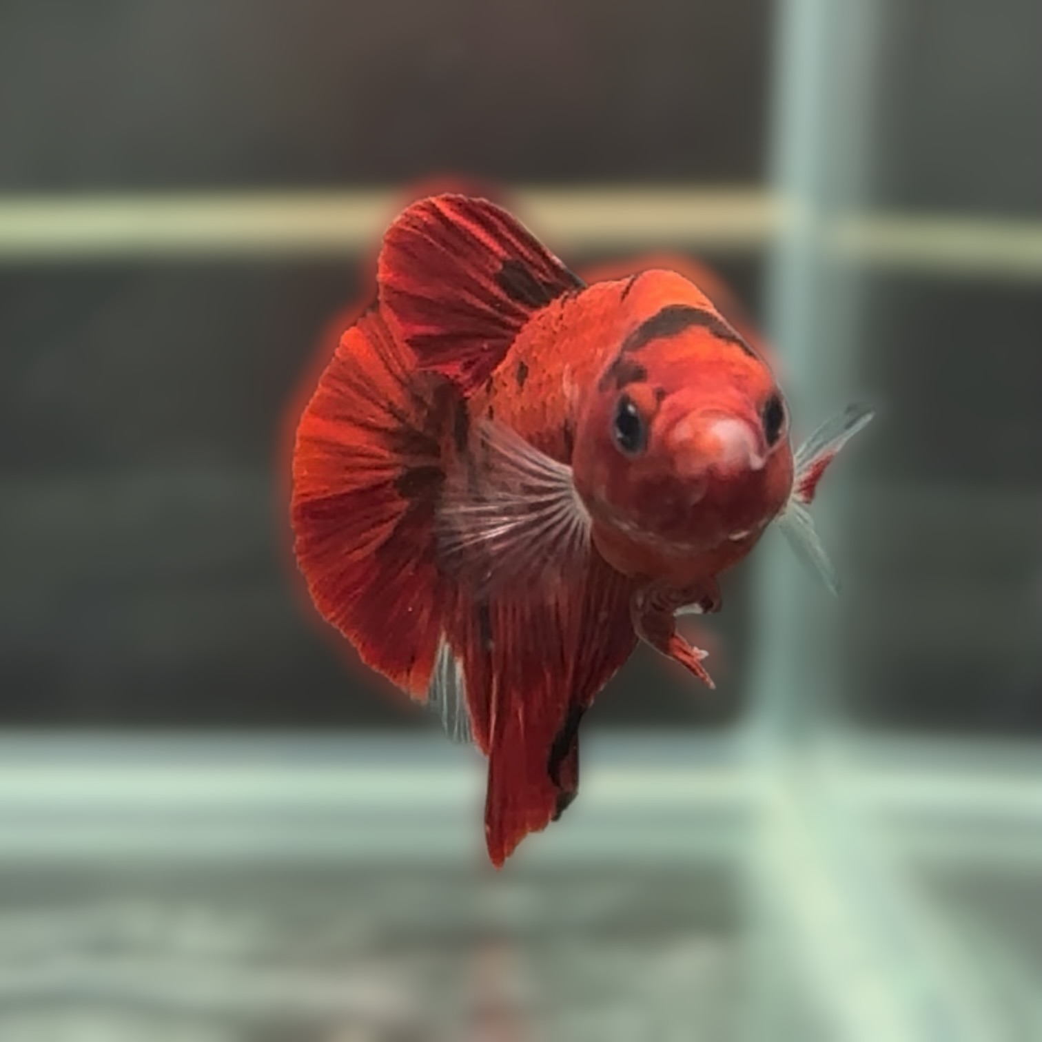 クリムゾン・エクリプス サムネイル 5