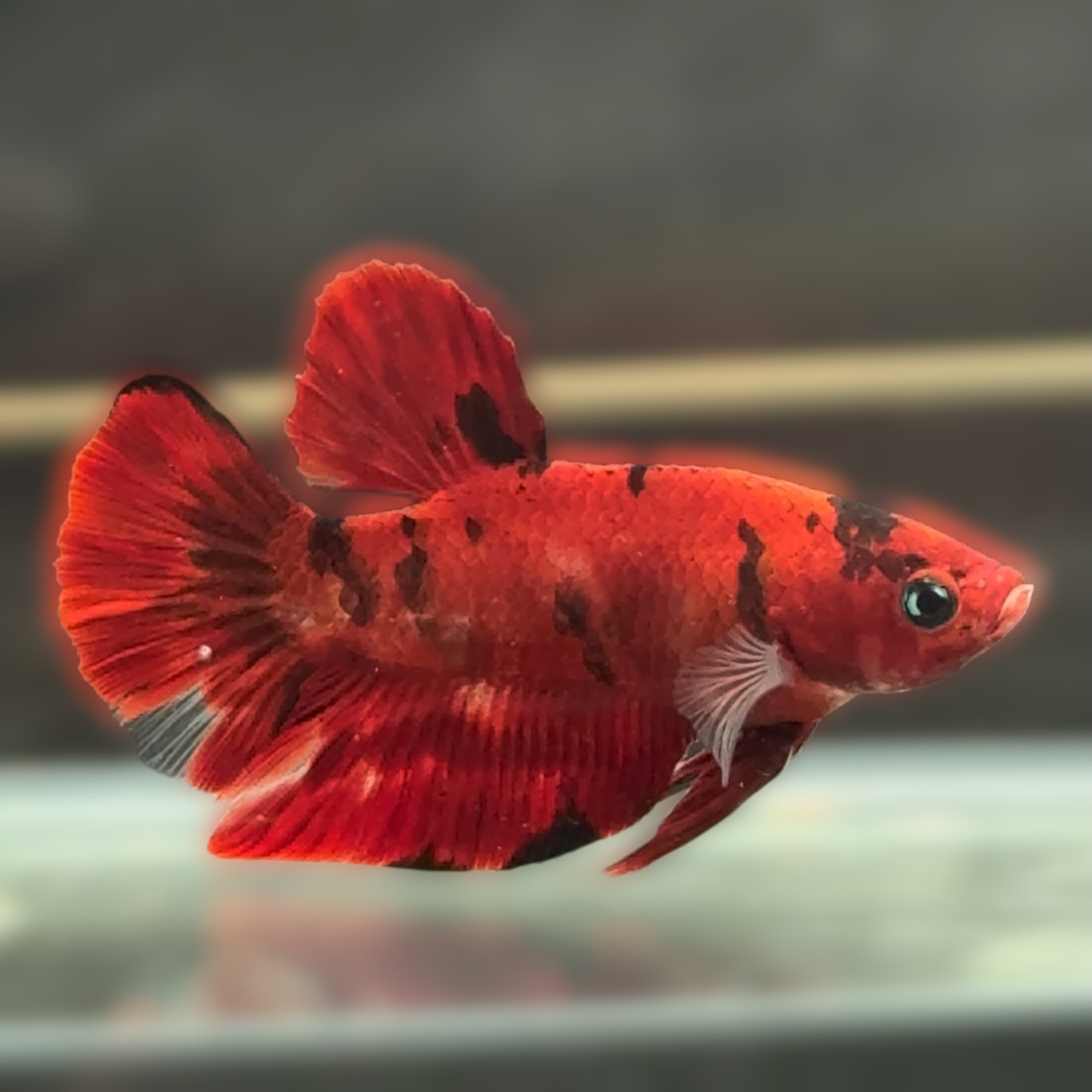 クリムゾン・エクリプス サムネイル 6