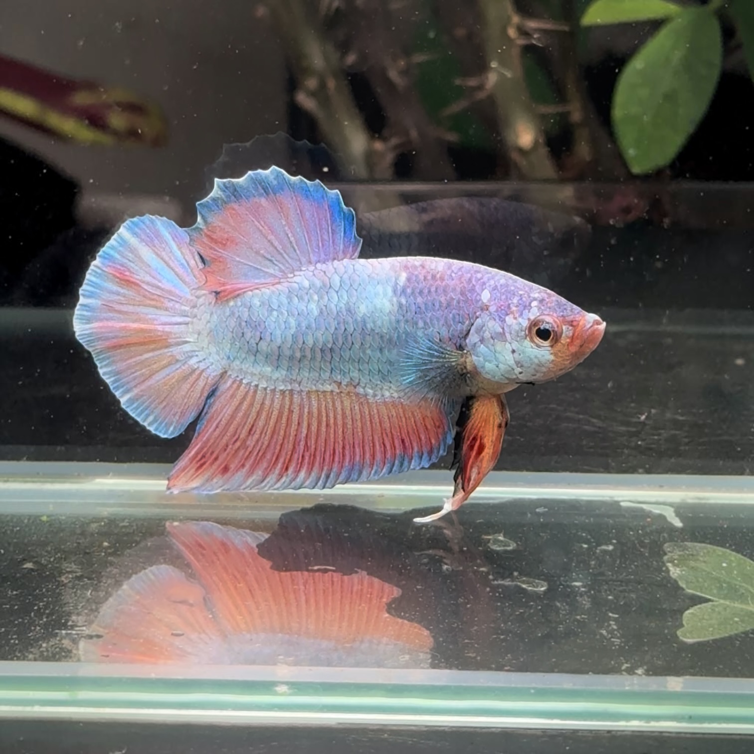 ライラック・サンセット