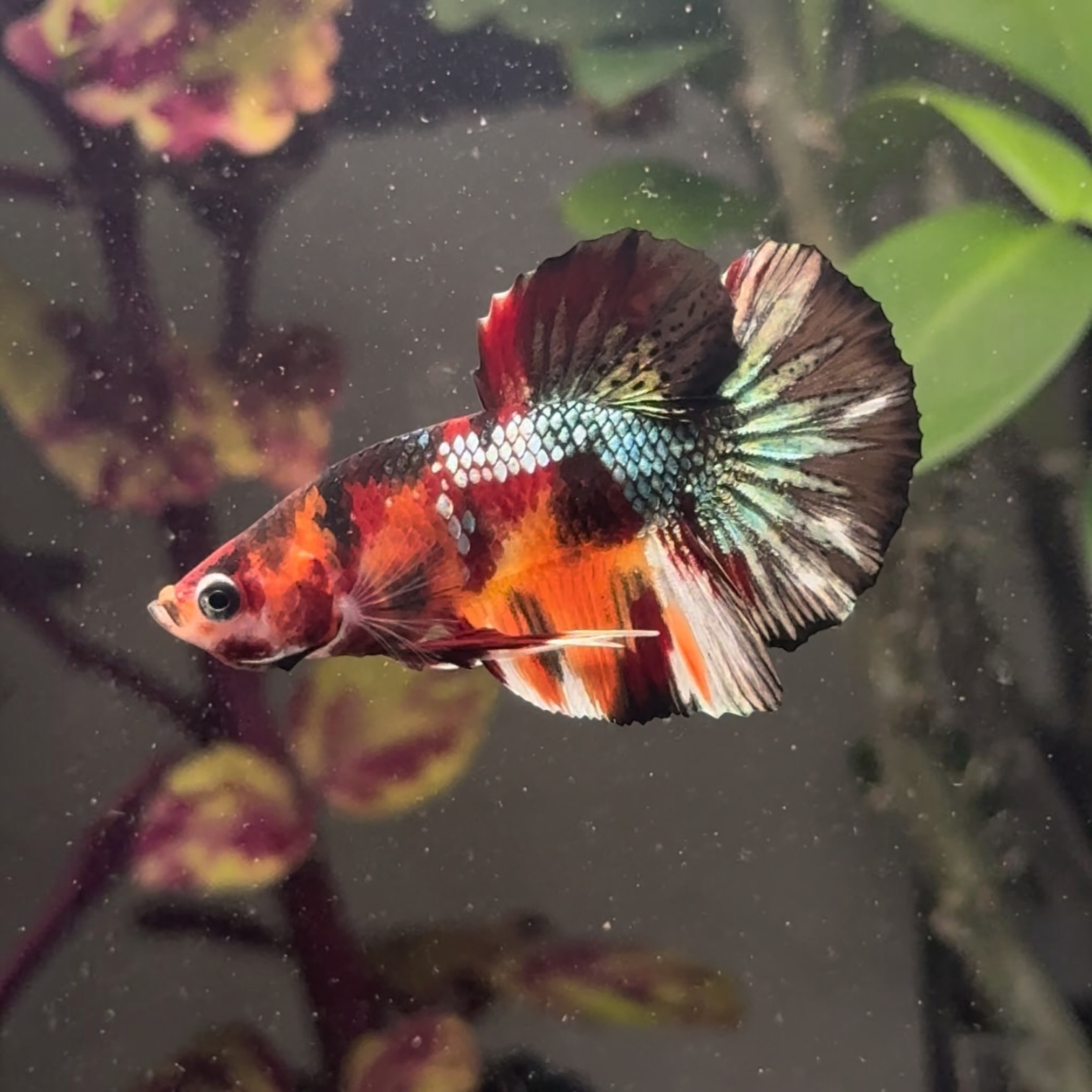 カーニバル・ネモ サムネイル 4